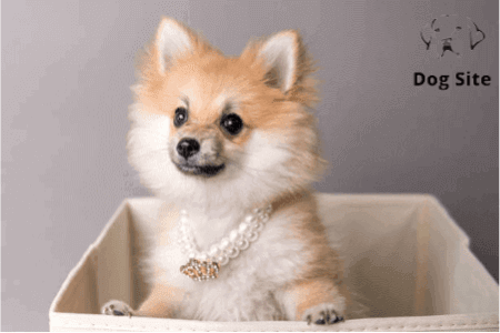 What is Charming Trends in Dog Jewelry ?