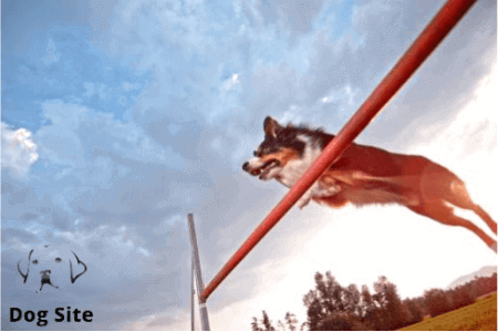 How can I improve my dog’s behavior?