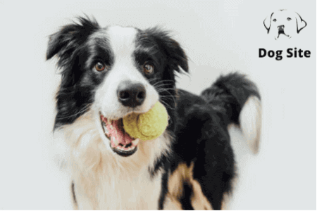 How to Clip your dog’s nails ?