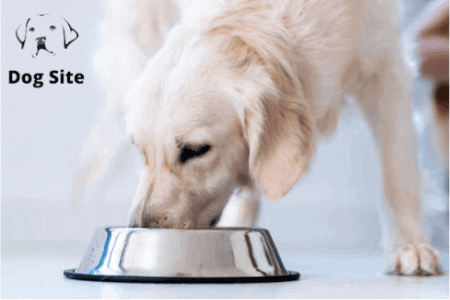 What should I look for when choosing dog food?