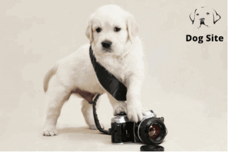 Best dog camera 2022