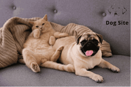 Are Pugs good dogs?
