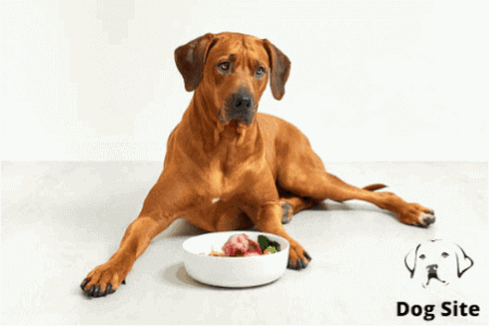 Dog vomiting