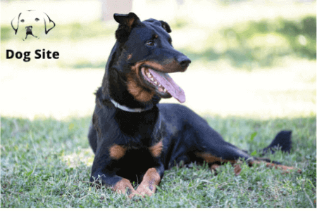 Beauceron Dog Breed