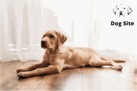 What is the best way to care for a senior dog?