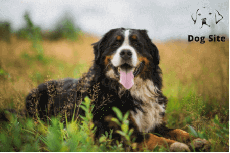 What are the best family friendly big dogs?