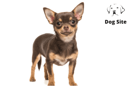 What did Aztecs use Chihuahuas for?