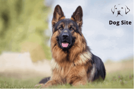 What is the top 10 smartest dog breed?