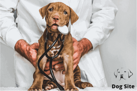 Is there a mystery illness causing stomach trouble in dogs ?