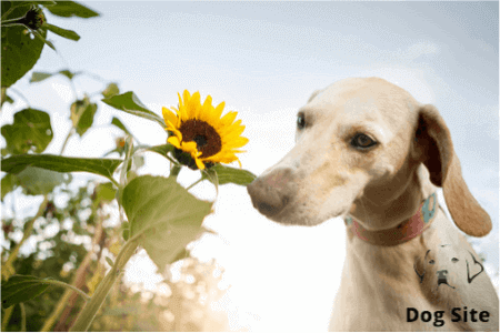Covid sniffing dogs