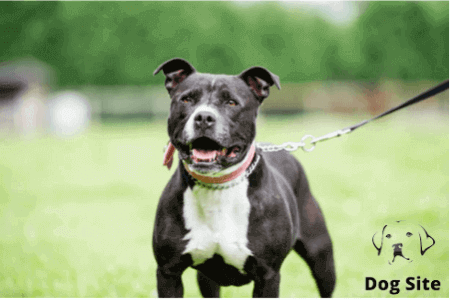 An attorney for dog attack victims