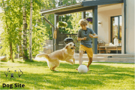 Why dogs love balls ?