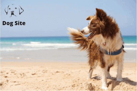 What countries own the most pets?