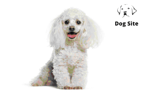 Is a Poodle dog right for you?