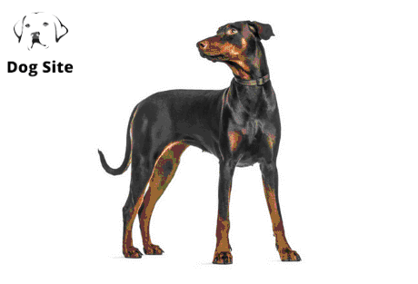 Is Doberman a good family dog?