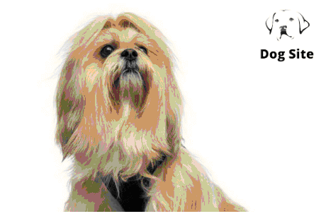 Do Lhasa Apso make good pets?