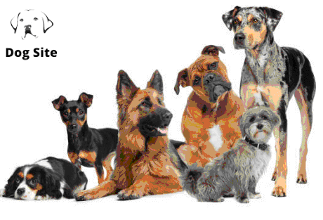 What dog fits me best quiz ?