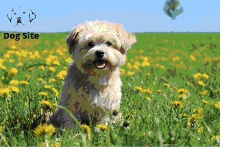 Is a Maltese a good dog?
