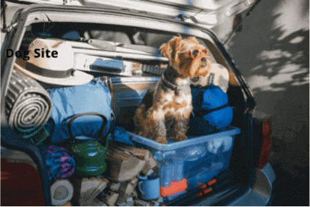 How do you plan a trip with a dog?