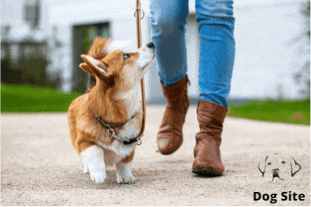 Good places to walk your dog near me