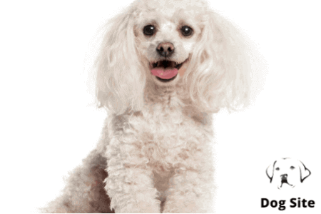Lucy is a dog star in Indianapolis
