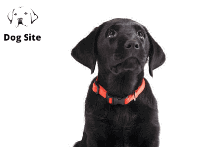 What is a smart dog collar?