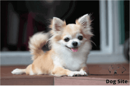 What is The best reward when training a dog ?