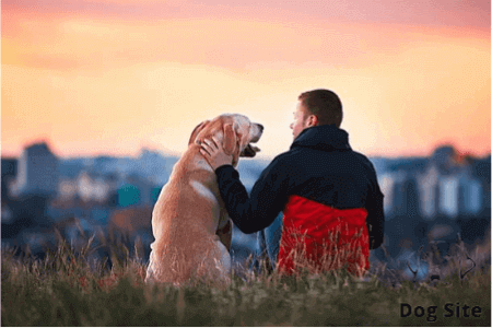 Why having a dog is awesome?