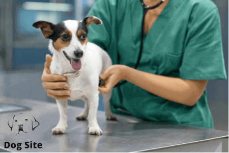 What are common dog diseases?
