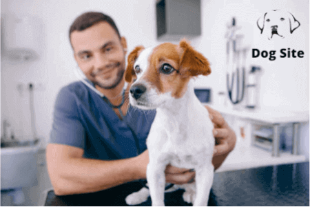 What supplements should your dog take?