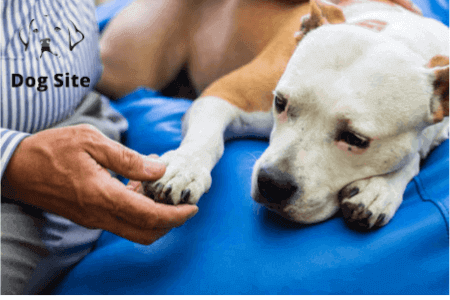 How do you get rid of parasites in dogs?
