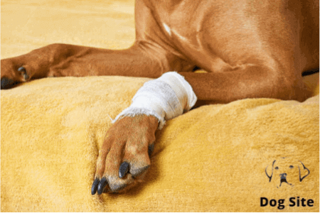 What should you have in a first aid kit for dogs?