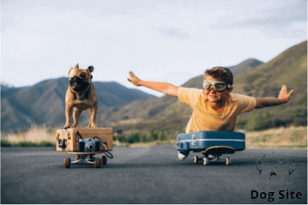 The Best 5 dog-friendly vacations in UK
