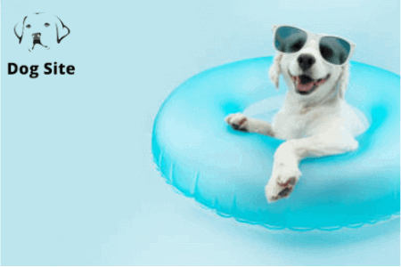 Is doggy daycare good for dogs?