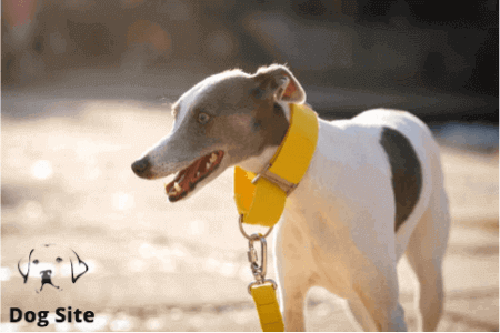 What are The best 6 unchewable dog leash ?