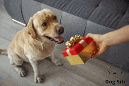 What can I gift my dog for Christmas?