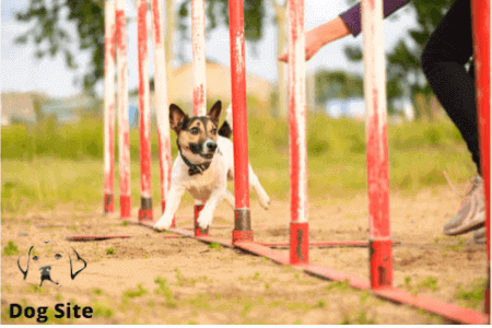 Goals for Dog Training in the New Year and Organizational Ideas for 2022