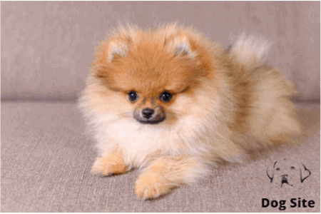 How do you potty train a dog in 3 days?
