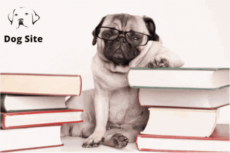 What are the best 7 books to help you understand your dog