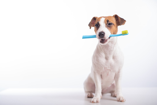 Care of Your Pet's Teeth