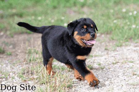 Does a dog's personality have relationship with their breeding?