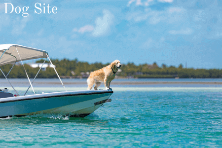 Texas dog swims miles to safety and rejoins owner