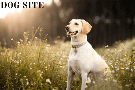 What are the 10 facts about Labrador Retrievers?