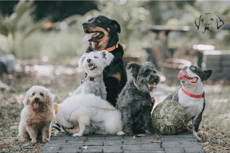 How do I choose the right dog for me?