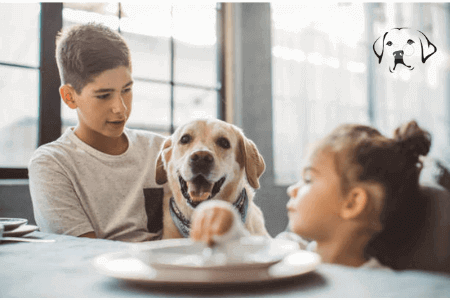 Labrador Retriever have the food at the table with boy and girl