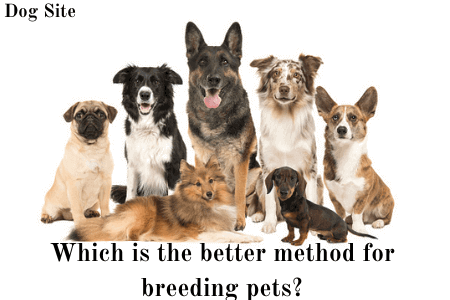 Which is the better method for breeding pets